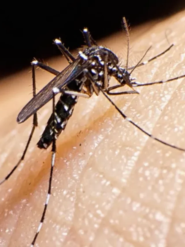 5 Tips to avoid mosquito bite in monsoon.